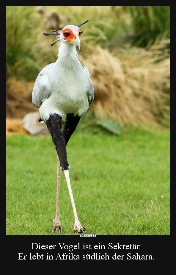 Dieser Vogel ist ein Sekretär. Er lebt in Afrika südlich.. - Lustige Bilder | DEBESTE.de