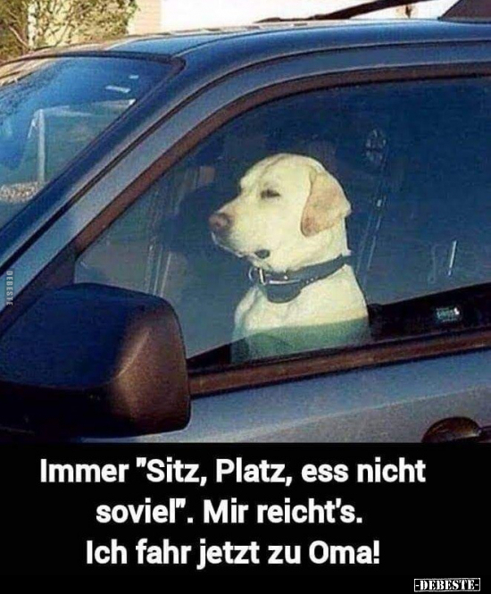 Immer "Sitz, Platz, ess nicht soviel".. - Lustige Bilder | DEBESTE.de