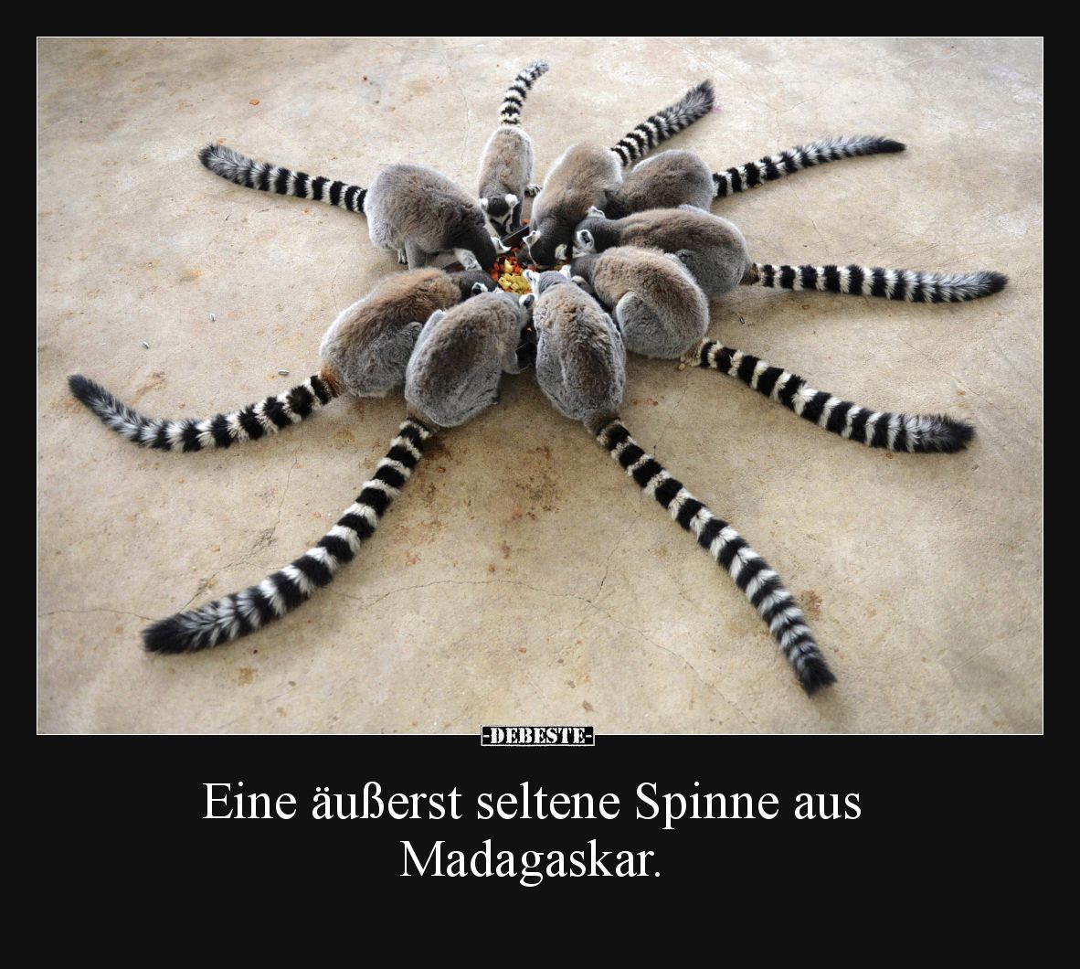 Eine äußerst seltene Spinne aus Madagaskar