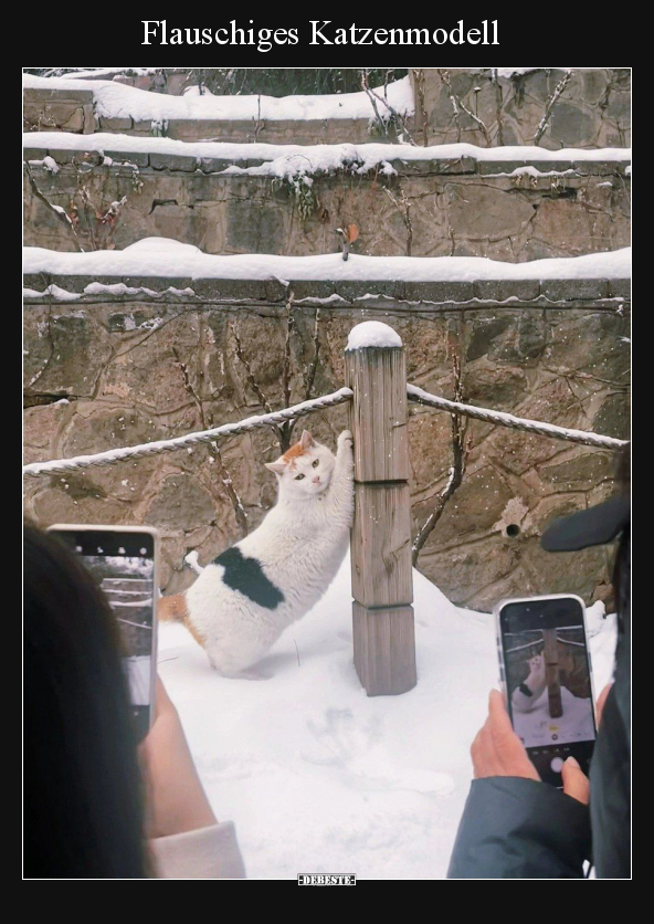 Flauschiges Katzenmodell.. - Lustige Bilder | DEBESTE.de