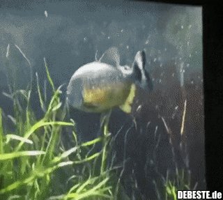 Was er wohl angestellt hat?