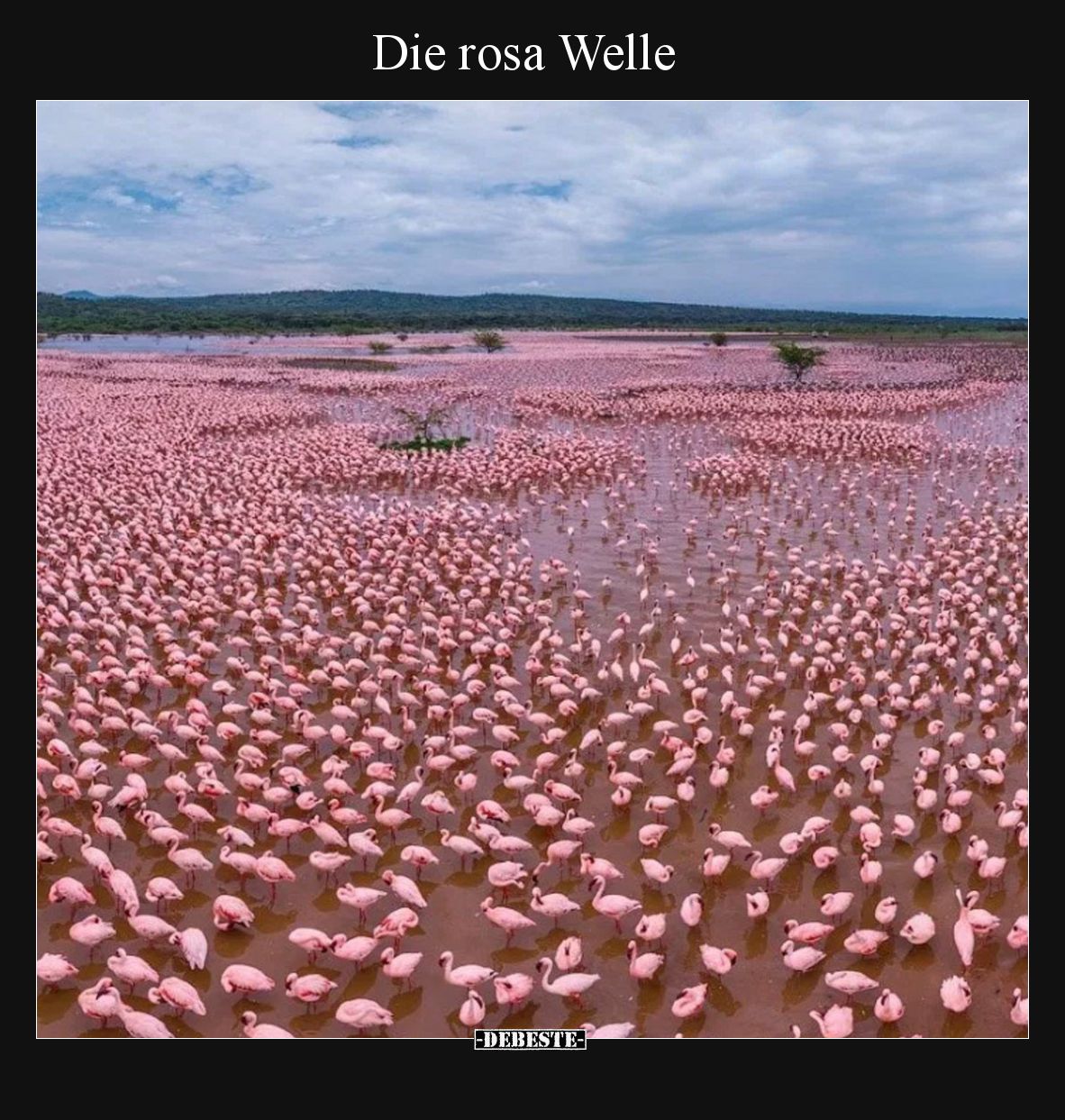 Die rosa Welle