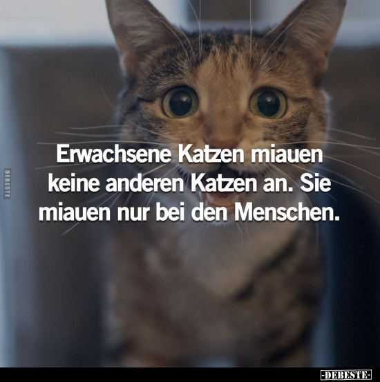 Erwachsene Katzen miauen keine anderen Katzen an... - Lustige Bilder | DEBESTE.de