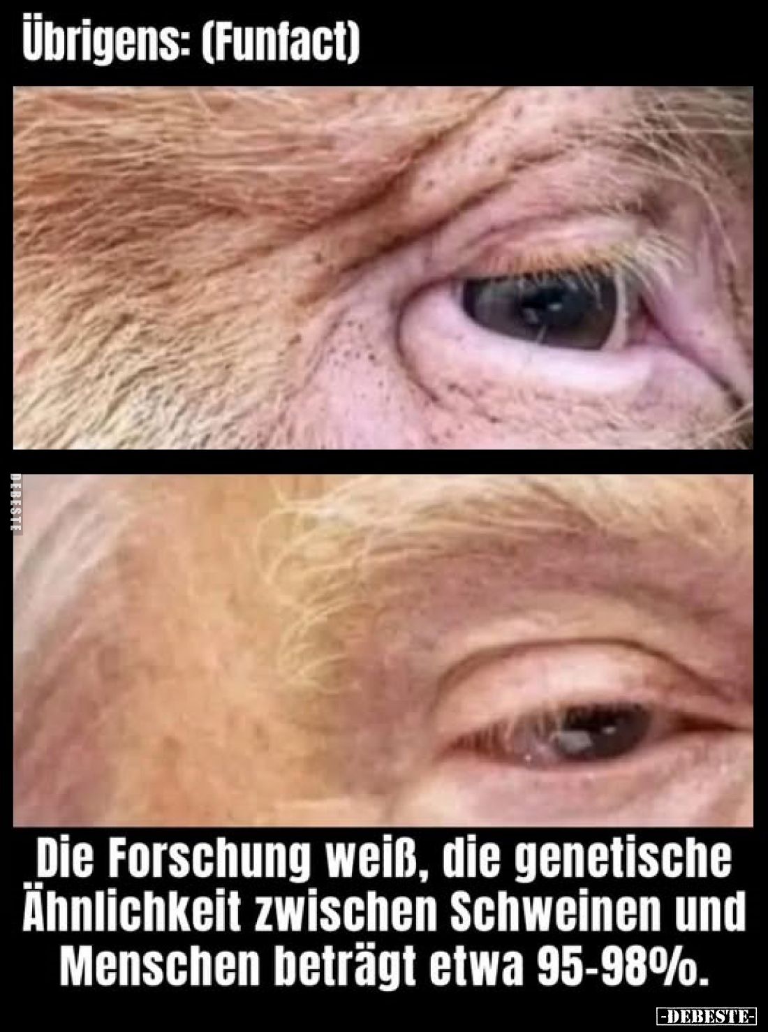 Übrigens: (Funfact)
-
Die Forschung weiß, die genetische Ähnlichkeit zwischen Schweinen und Menschen beträgt etwa 95-98%.