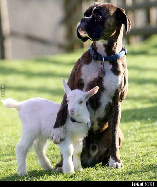  - Lustige Bilder | DEBESTE.de