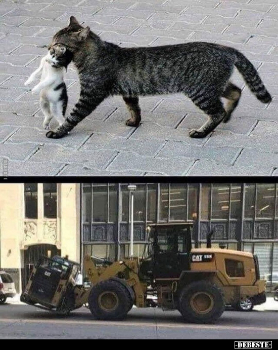  - Lustige Bilder | DEBESTE.de