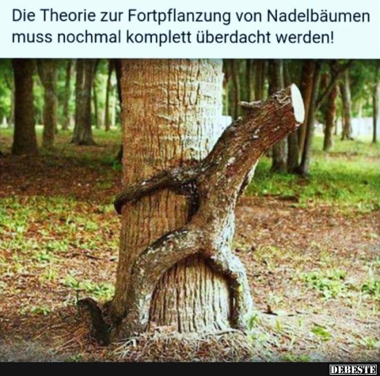 Die Theorie zur Fortpflanzung von Nadelbäumen muss nochmal.. - Lustige Bilder | DEBESTE.de