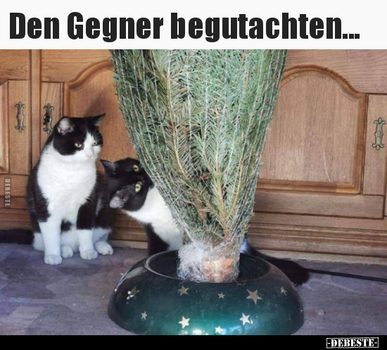 Den Gegner begutachten...