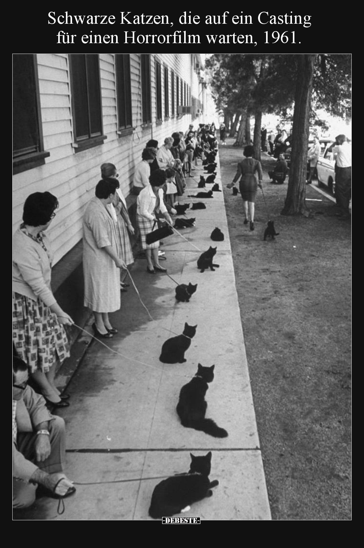 Schwarze Katzen, die auf ein Casting für einen Horrorfilm warten, 1961.