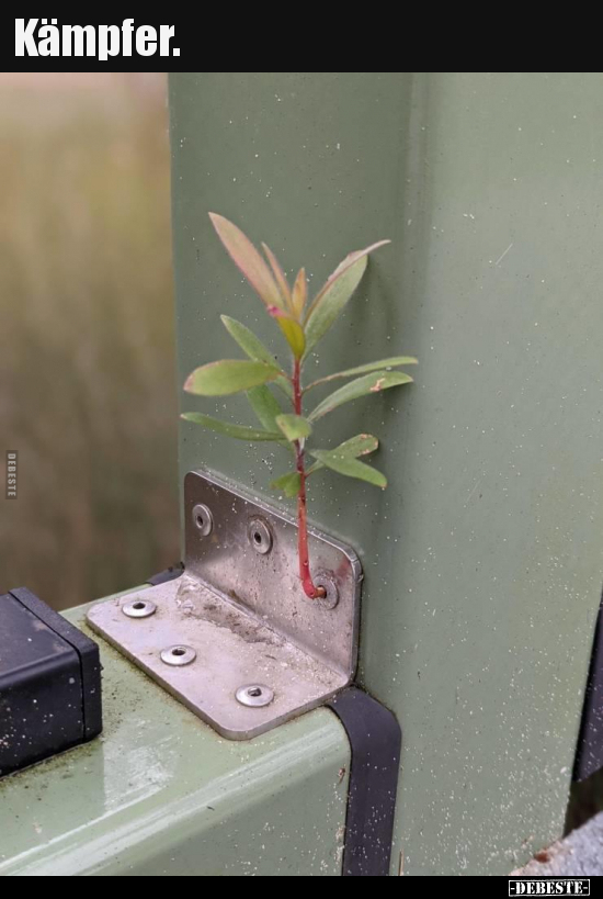 Kämpfer...