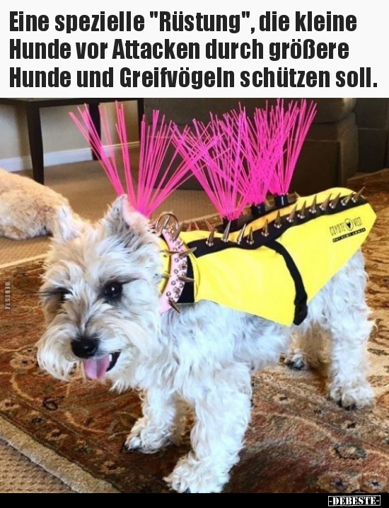 Eine spezielle "Rüstung", die kleine Hunde vor Attacken.. - Lustige Bilder | DEBESTE.de