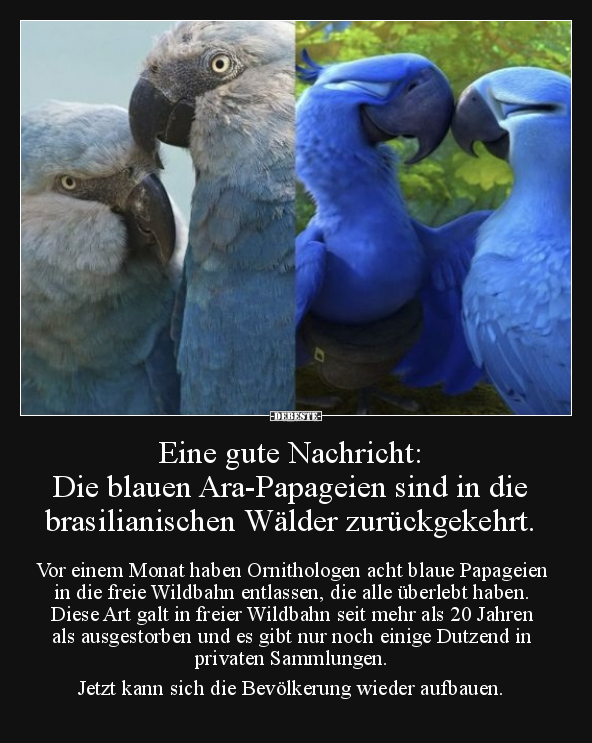 Eine gute Nachricht: Die blauen Ara-Papageien sind in die.. - Lustige Bilder | DEBESTE.de