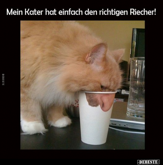 Mein Kater hat einfach den richtigen Riecher!