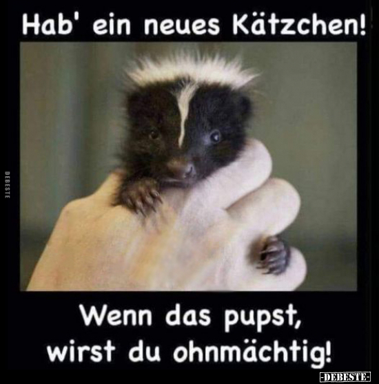 Hab' ein neues Kätzchen! Wenn das pupst, wirst du ohnmächtig!.. - Lustige Bilder | DEBESTE.de