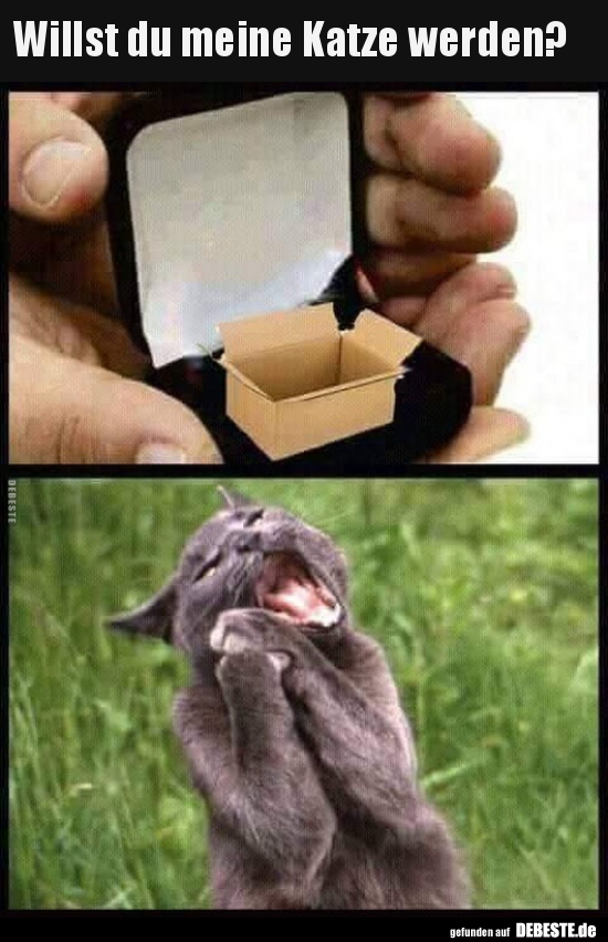 Willst du meine Katze werden?..