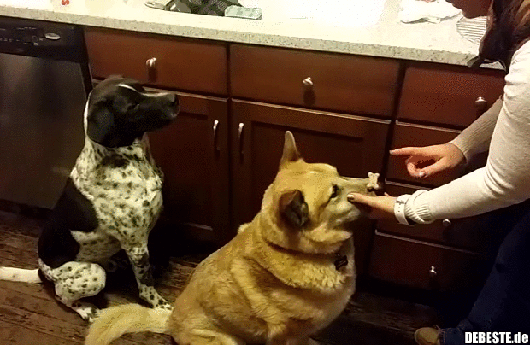 Wo ist das Leckerli?