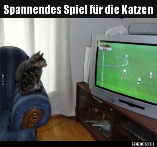 Spannendes Spiel für die Katzen.. - Lustige Bilder | DEBESTE.de