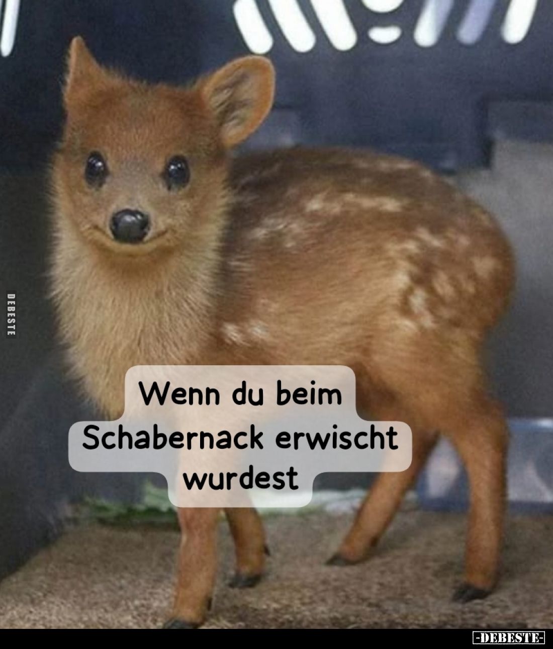 Wenn du beim
Schabernack erwischt wurdest