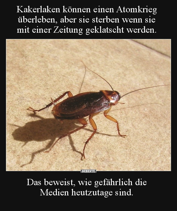 Kakerlaken können einen Atomkrieg überleben, aber sie.. - Lustige Bilder | DEBESTE.de