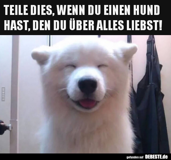 Teile dies, wenn du einen Hund hast..