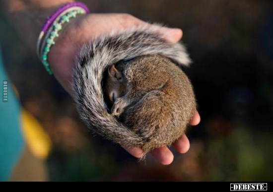  - Lustige Bilder | DEBESTE.de