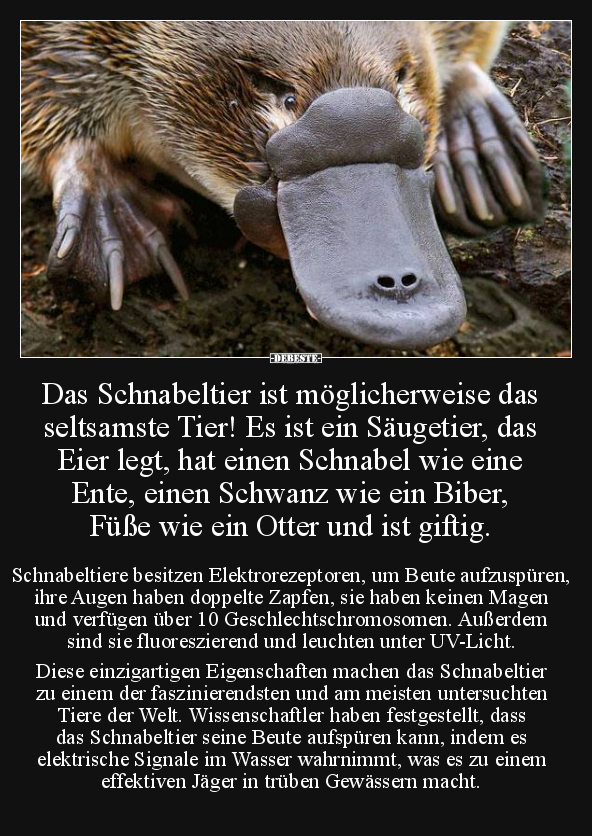 Das Schnabeltier ist möglicherweise das seltsamste Tier!.. - Lustige Bilder | DEBESTE.de