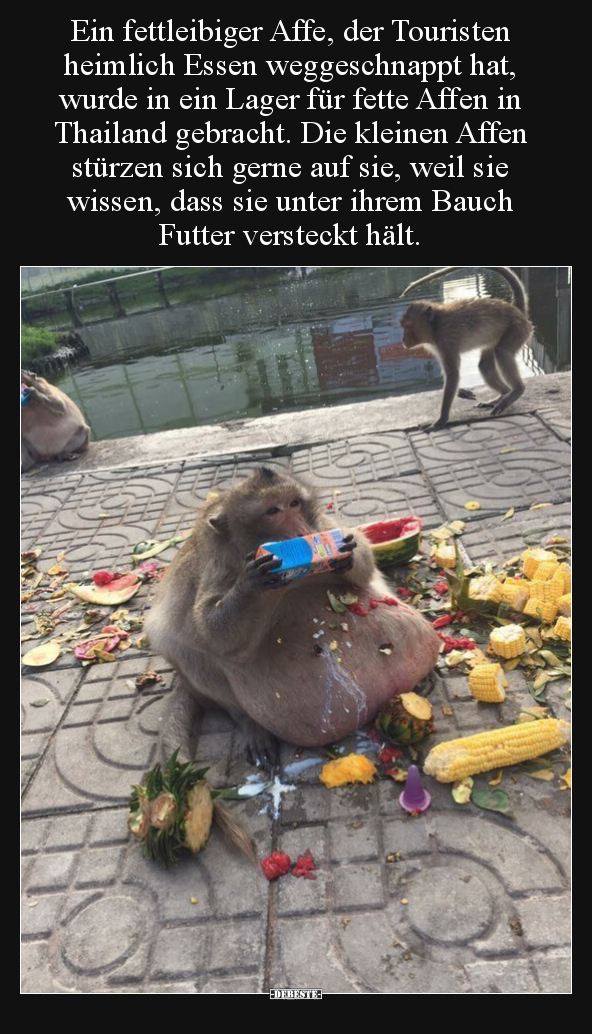 Ein fettleibiger Affe, der Touristen heimlich Essen.. - Lustige Bilder | DEBESTE.de