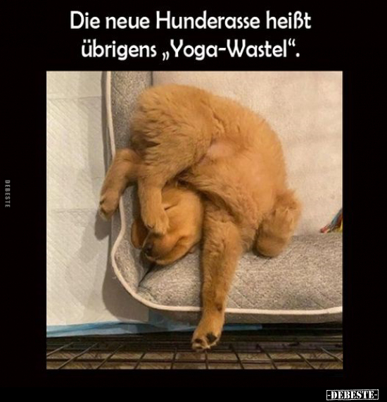 Die neue Hunderasse heißt übrigens "Yoga-Wastel".. - Lustige Bilder | DEBESTE.de