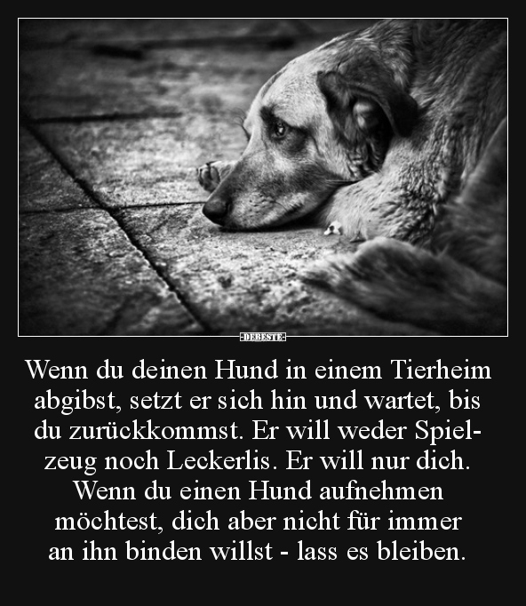 Wenn du deinen Hund in einem Tierheim abgibst, setzt er.. - Lustige Bilder | DEBESTE.de