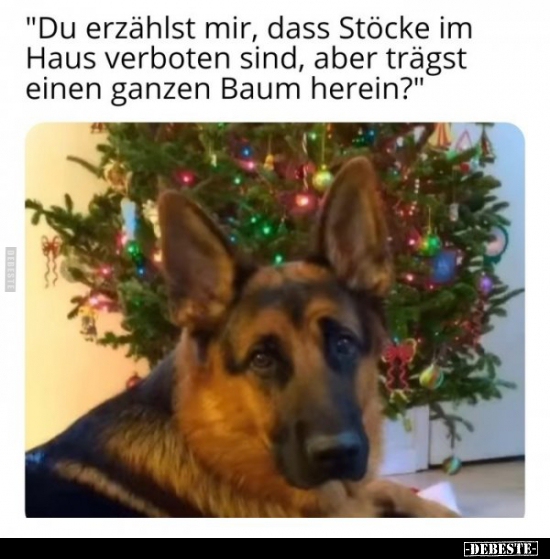 "Du erzählst mir, dass Stöcke im Haus verboten sind, aber.."