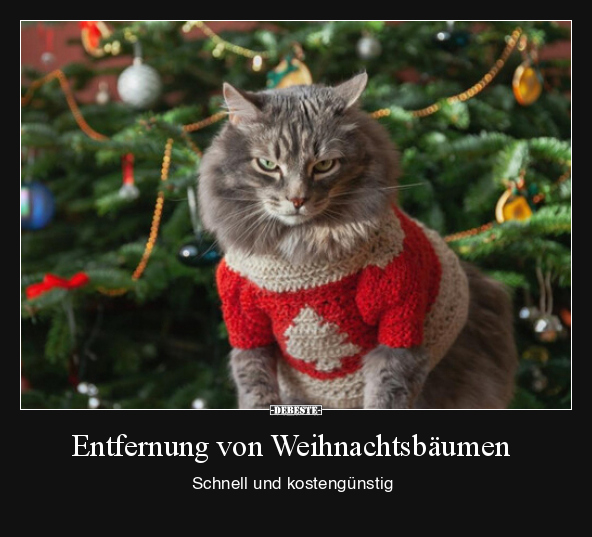 Entfernung von Weihnachtsbäumen.. - Lustige Bilder | DEBESTE.de