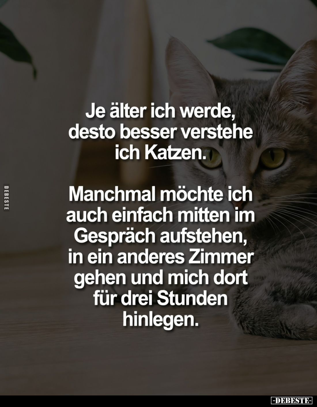 Je älter ich werde,
desto besser verstehe
ich Katzen.

Manchmal möchte ich
auch einfach mitten im
Gespräch aufstehen,
...