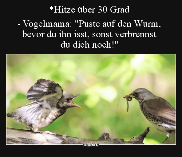 *Hitze über 30 Grad - Vogelmama: "Puste auf den Wurm.." - Lustige Bilder | DEBESTE.de