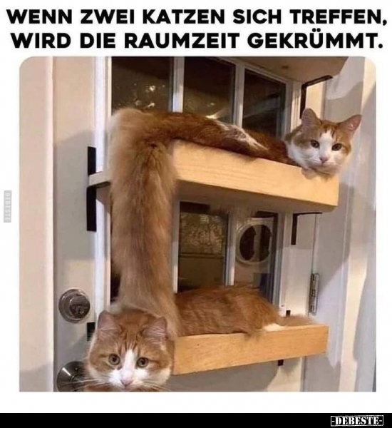 Wenn zwei Katzen sich treffen, wird die Raumzeit gekrümmt.. - Lustige Bilder | DEBESTE.de