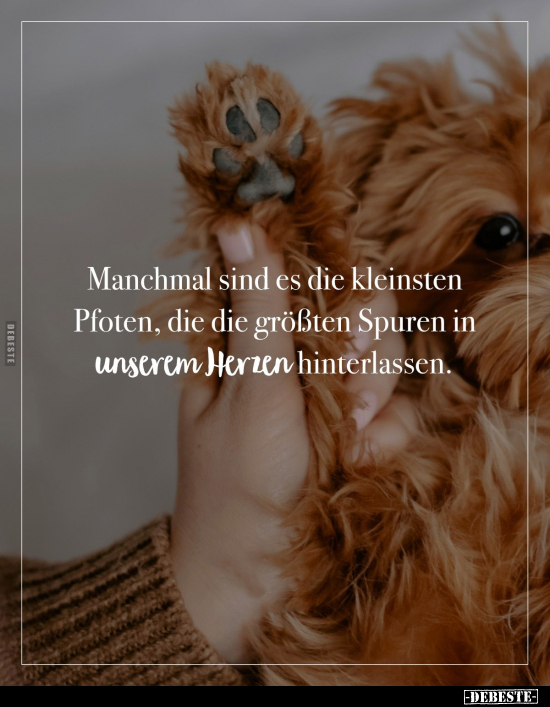 Manchmal sind es die kleinsten Pfoten, die die größten Spuren in unserem Herzen hinterlassen.