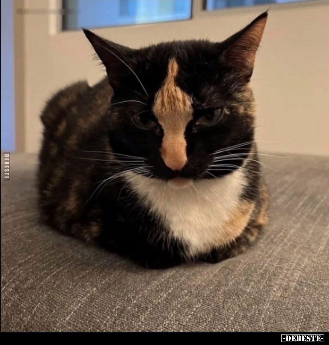 Mittelfingerkatze..