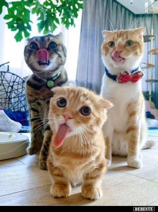  - Lustige Bilder | DEBESTE.de