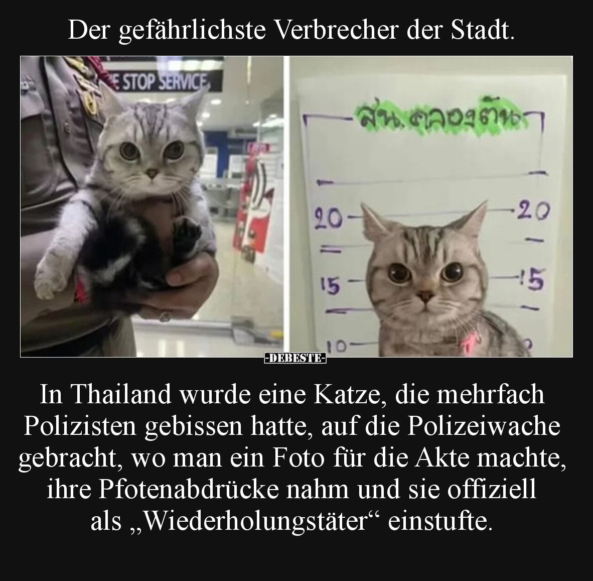 Der gefährlichste Verbrecher der Stadt.

In Thailand wurde eine Katze, die mehrfach Polizisten gebissen hatte, auf die Poli...
