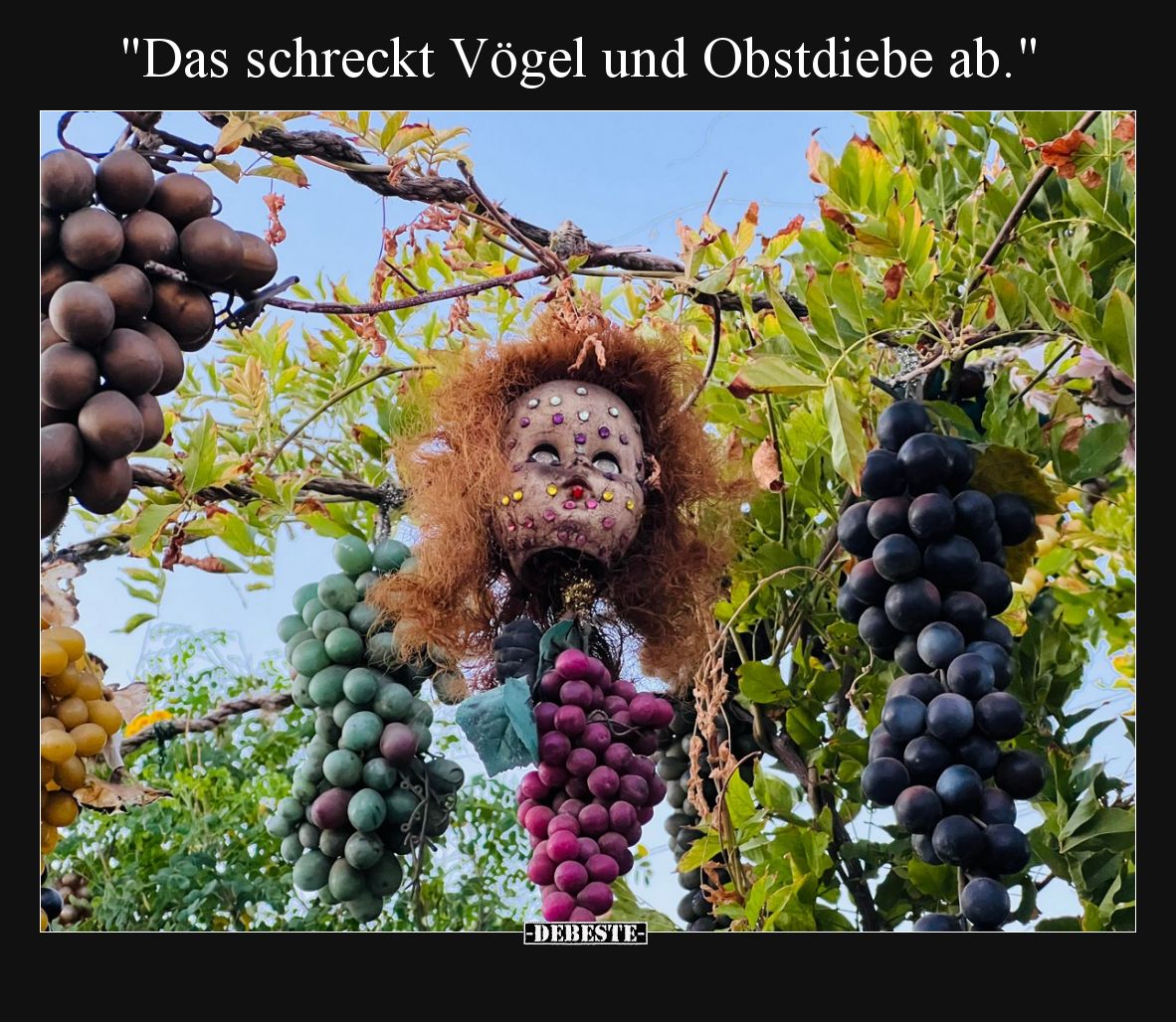 Das schreckt Vögel und Obstdiebe ab.