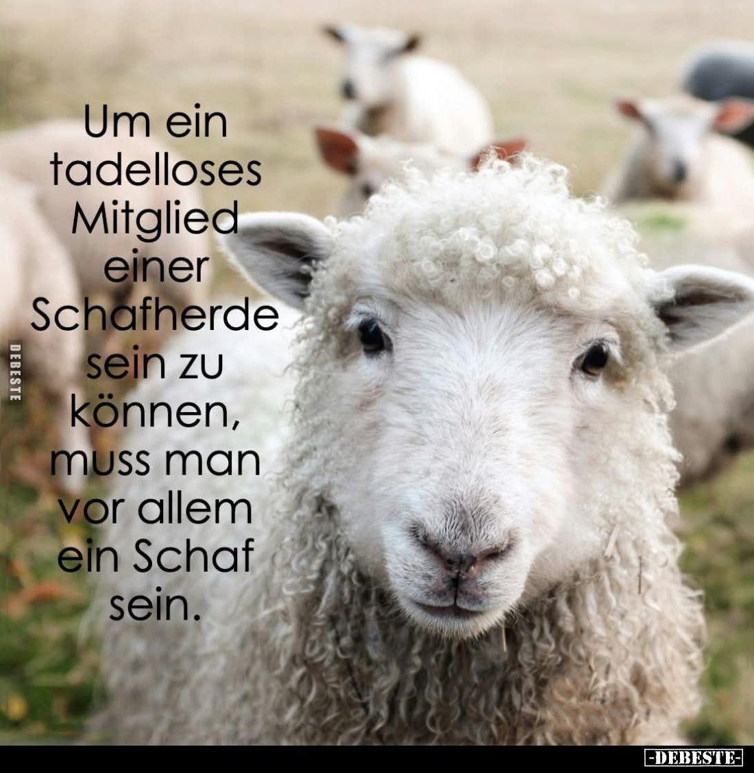 Um ein tadelloses Mitglied einer Schafherde sein zu können, muss man vor allem ein Schaf sein.