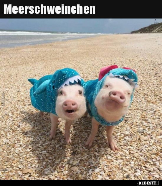 Meerschweinchen.. - Lustige Bilder | DEBESTE.de