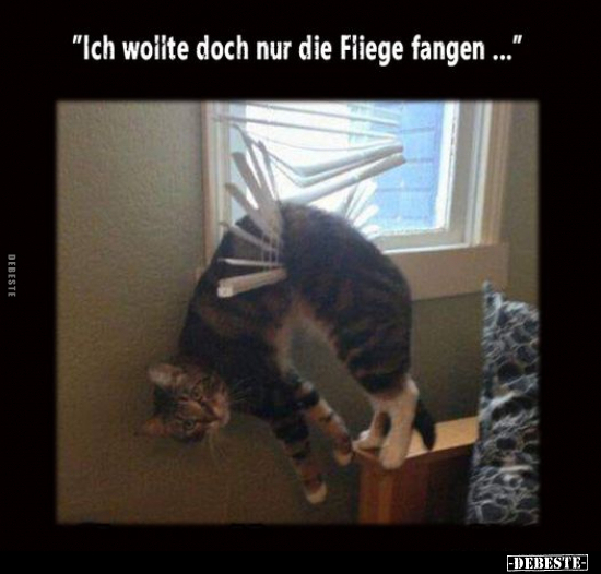 "Ich wollte doch nur die Fliege fangen ..."