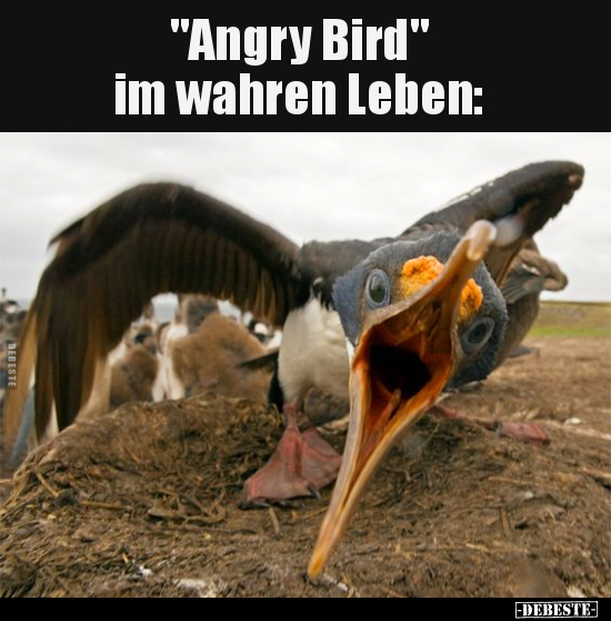 "Angry Bird" im wahren Leben.. - Lustige Bilder | DEBESTE.de