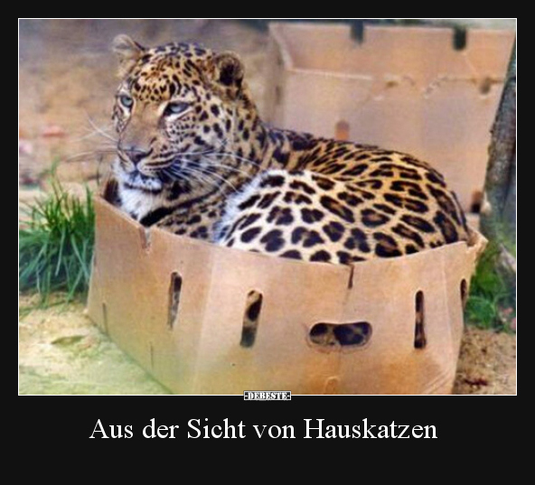 Aus der Sicht von Hauskatzen.. - Lustige Bilder | DEBESTE.de