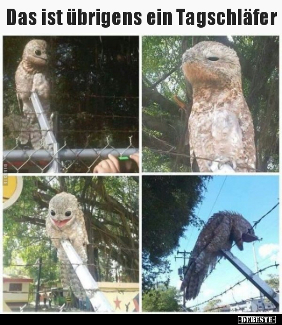 Das ist übrigens ein Tagschläfer..