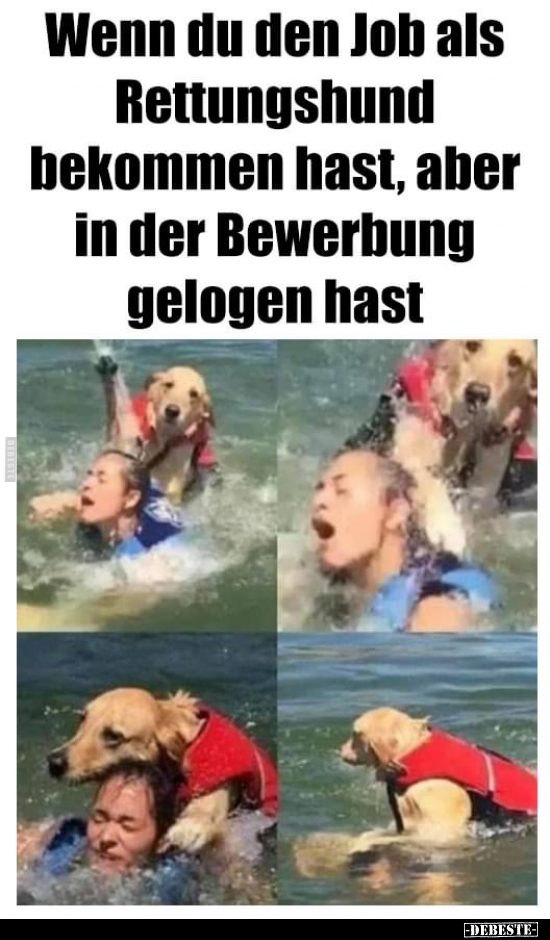 Wenn du den Job als Rettungshund bekommen hast, aber in der.. - Lustige Bilder | DEBESTE.de