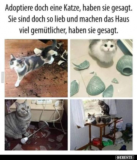 Adoptiere doch eine Katze, haben sie gesagt.. - Lustige Bilder | DEBESTE.de