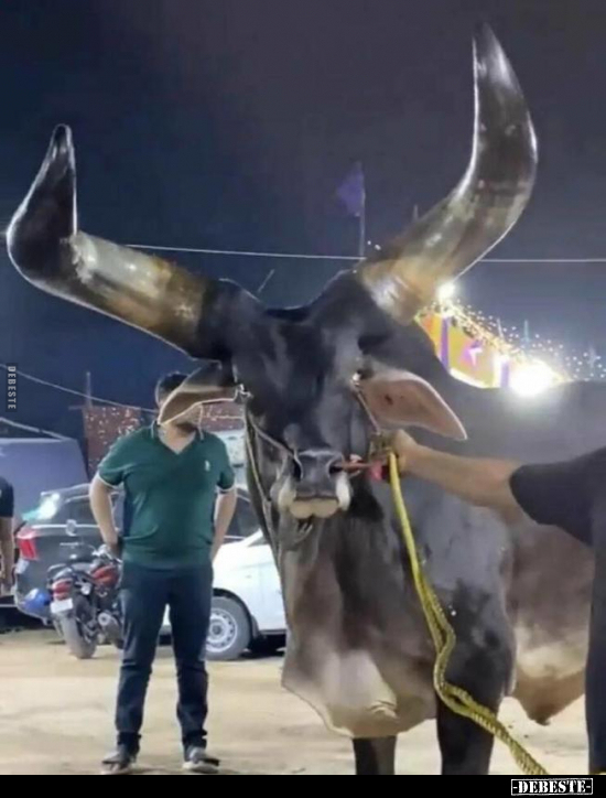  - Lustige Bilder | DEBESTE.de