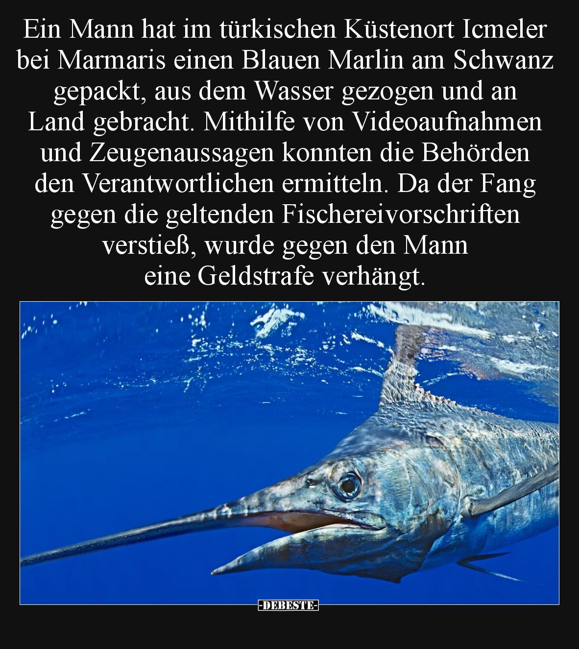 Ein Mann hat im türkischen Küstenort Icmeler bei Marmaris einen Blauen Marlin am Schwanz gepackt, aus dem Wasser gezogen und ...