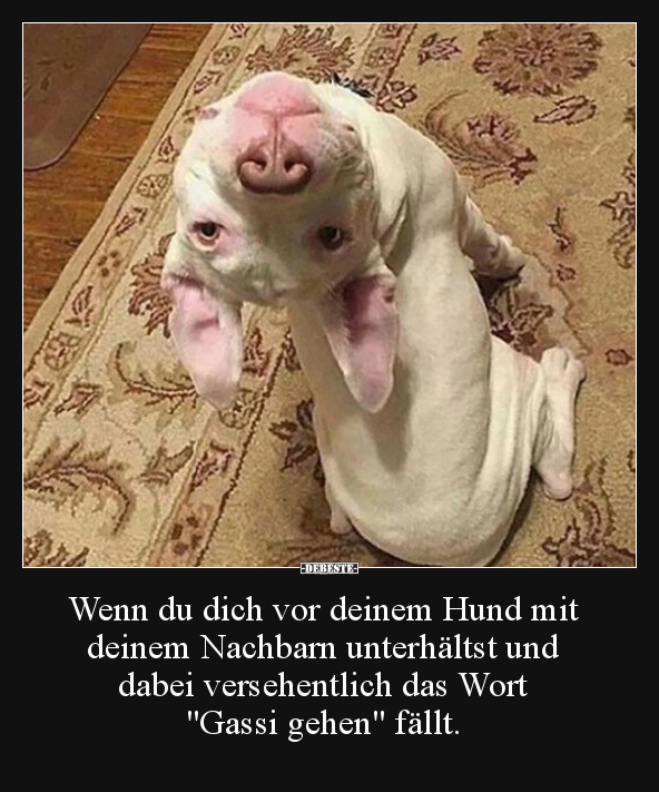 Wenn du dich vor deinem Hund mit deinem Nachbarn.. - Lustige Bilder | DEBESTE.de